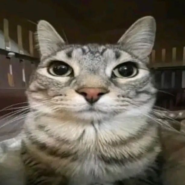 Chaxivs cat profile picture